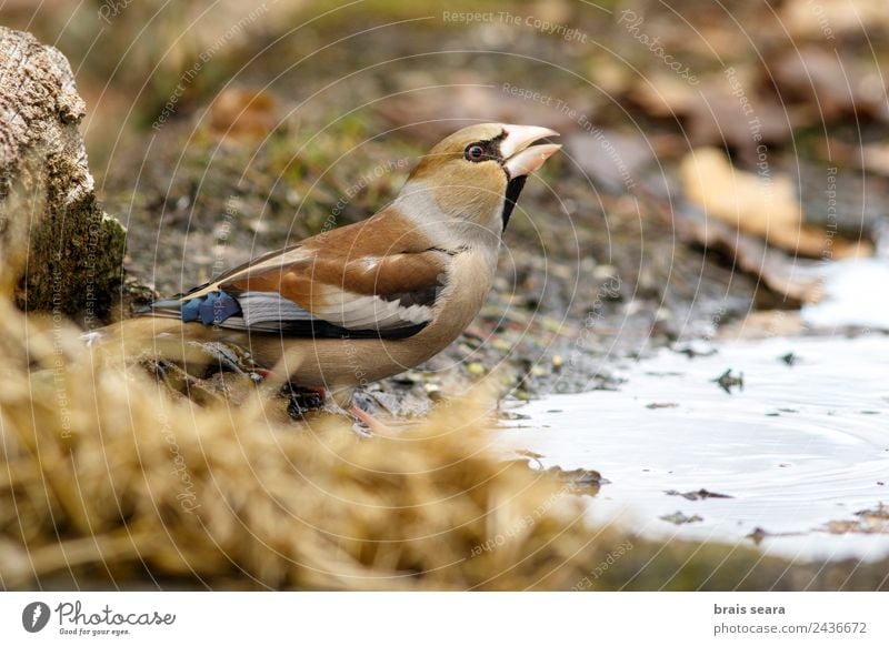 Kernbeißer Wissenschaften Biologie Ornithologie Biologe feminin Frau Erwachsene Umwelt Natur Tier Wasser Erde Wald Wildtier Vogel 1 trinken mehrfarbig