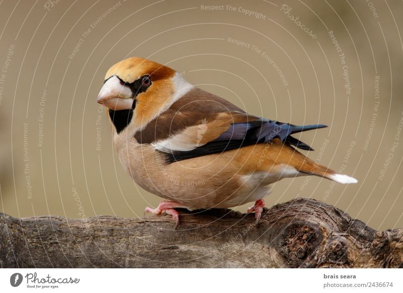 Kernbeißer Wissenschaften Biologie Ornithologie Biologe maskulin Umwelt Natur Tier Erde Wald Wildtier Vogel 1 Holz füttern mehrfarbig Umweltschutz Allee Avenue