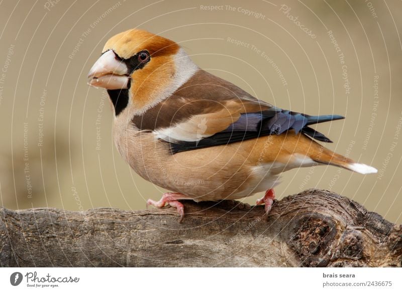 Kernbeißer Wissenschaften Biologie Ornithologie Beruf Biologe maskulin Umwelt Natur Tier Erde Wald Wildtier Vogel 1 Holz füttern mehrfarbig Umweltschutz Allee