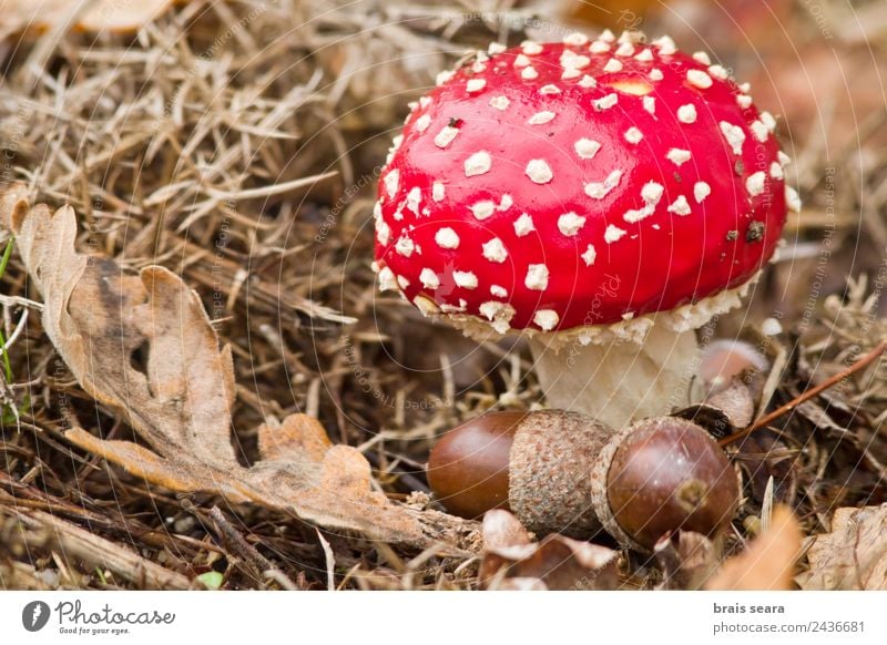 Fliegenpilz Pilz Freizeit & Hobby Umwelt Natur Pflanze Erde Herbst Feld Wald natürlich wild rot Todesangst Tierwelt amanita Gift Toxizität Eicheln Eichennuss