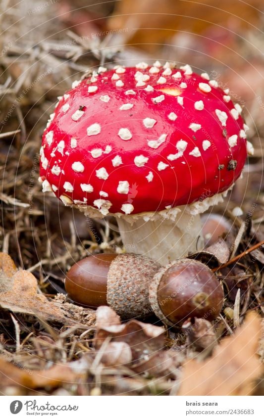 Fliegenpilz Pilz Umwelt Natur Pflanze Erde Herbst Wald rot Tierwelt Spanien Spanisch Europa Europäer amanita Gift Toxizität Feld Eicheln Eichennuss Nut Muttern