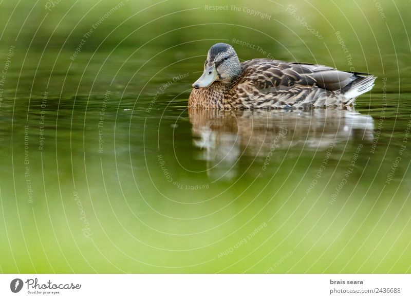 Stockente Ente Umwelt Natur Tier Wasser Erde Wildtier Vogel 1 grün Tierliebe Umweltschutz Avenue Fauna Tiere Tierwelt Wirbeltier Wirbeltiere plätschernde Ente