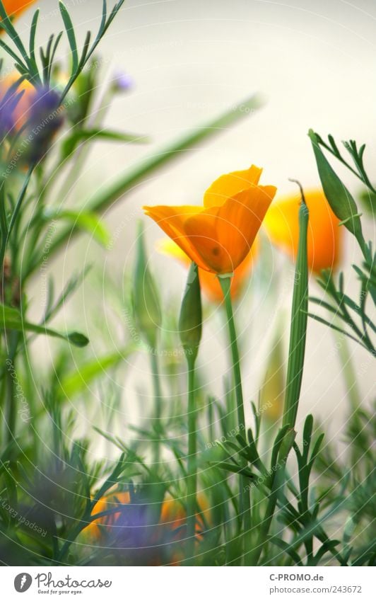 %%%)----- Pflanze Sommer Blume Blatt Blüte Grünpflanze Garten Park Wiese Duft gelb grün ästhetisch Natur Farbfoto Außenaufnahme Tag Starke Tiefenschärfe