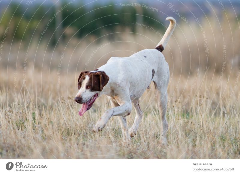 Hund Jagd Veterinär Natur Tier Erde Gras Feld Haustier 1 gehen Tierliebe Canis lupus familiaris Tiere Fauna Säugetier Wirbeltier Wirbeltiere heimisch Jäger