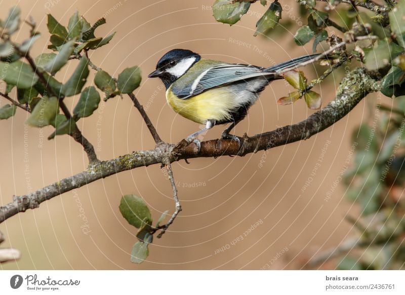 Kohlmeise Wissenschaften Biologie Biologe Ornithologie Beruf Umwelt Natur Tier Erde Baum Wald Wildtier Vogel 1 natürlich wild gelb Tierliebe Umweltschutz