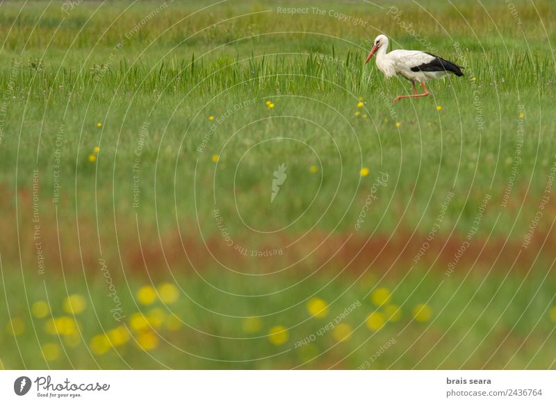 Weißstorch Wissenschaften Biologie Ornithologie Biologe Umwelt Natur Tier Erde Gras Feld Wildtier Vogel 1 Fressen füttern wild grün Tierliebe Umweltschutz