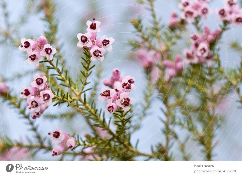 Spanische Heide Wissenschaften Biologie Biologe Umwelt Natur Pflanze Erde Blume Blatt Blüte Grünpflanze Wildpflanze Feld rosa Gelassenheit Umweltschutz