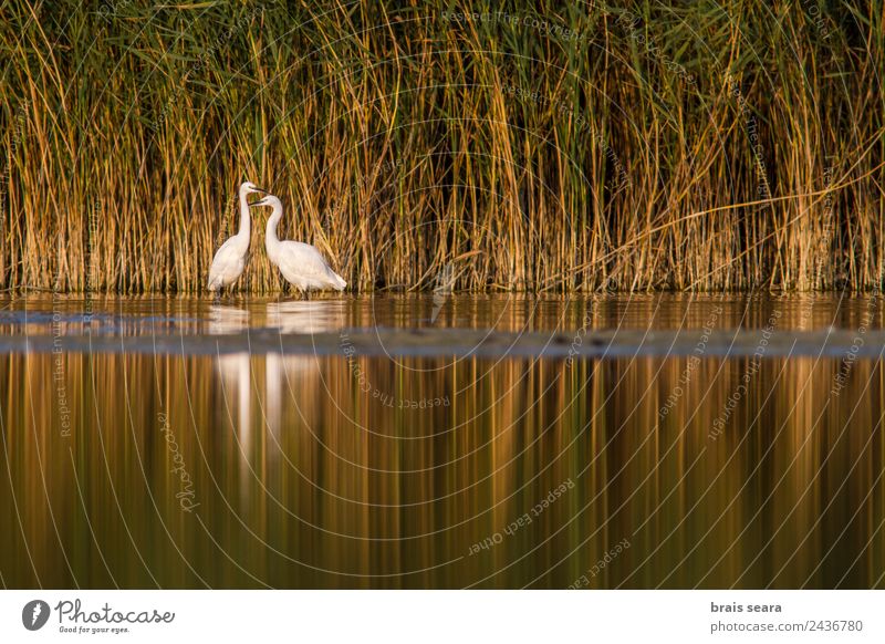 Seidenreiher Wissenschaften Biologie Biologe Ornithologie Umwelt Natur Tier Wasser Sumpf Wildtier Vogel 2 Brunft Erotik Zusammensein natürlich wild weiß Liebe