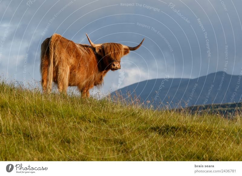 Hochlandrinder Ferien & Urlaub & Reisen Tourismus Ausflug Berge u. Gebirge Biologie Beruf Landwirt Veterinär Landwirtschaft Forstwirtschaft Natur Tier Gras