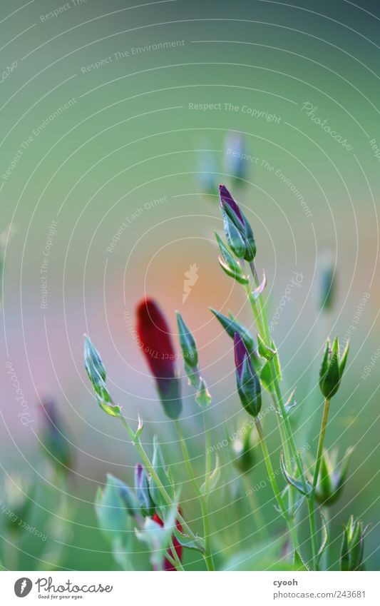 zartgrün Natur Pflanze Sommer Blume Blatt Blüte rot zartes Grün filigran Blühend Unschärfe Rahmen umrahmen Blütenknospen Fleck Farbverlauf Farbfoto