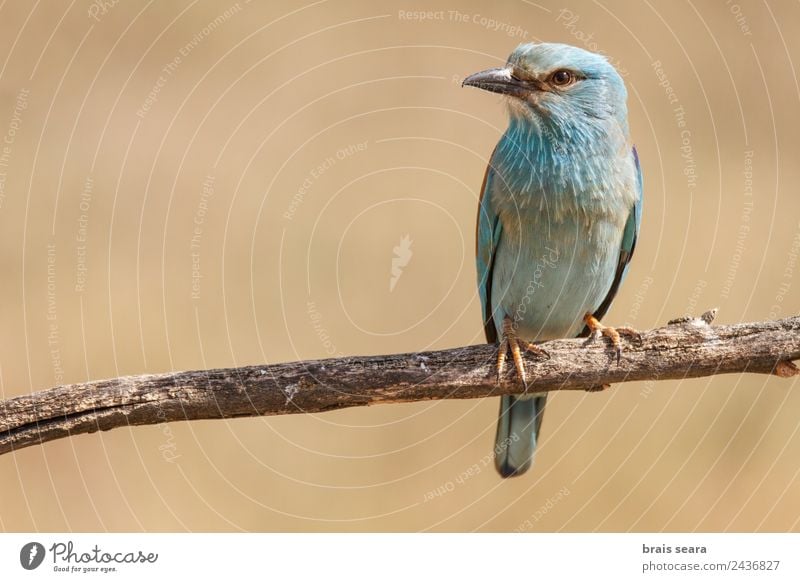 Europäische Walze Wissenschaften Biologie Ornithologie Biologe Umwelt Natur Tier Erde Feld Wildtier Vogel 1 Holz Blick wild blau braun Tierliebe Umweltschutz