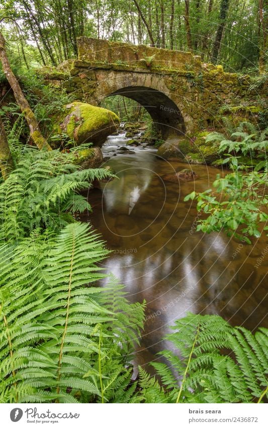 Alte Brücke Freizeit & Hobby Ferien & Urlaub & Reisen Tourismus Ausflug Abenteuer Expedition Natur Landschaft Pflanze Frühling Baum Moos Wald Fluss Wasserfall