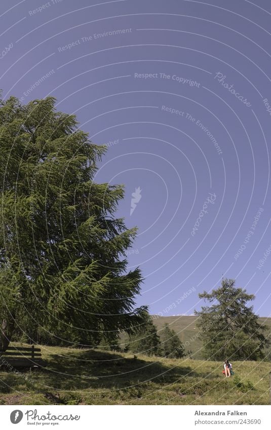 Heidi Kindheit Leben 1 Mensch Umwelt Natur Landschaft Pflanze Himmel Wolkenloser Himmel Sommer Baum Wiese Hügel Alpen Berge u. Gebirge Bundesland Kärnten