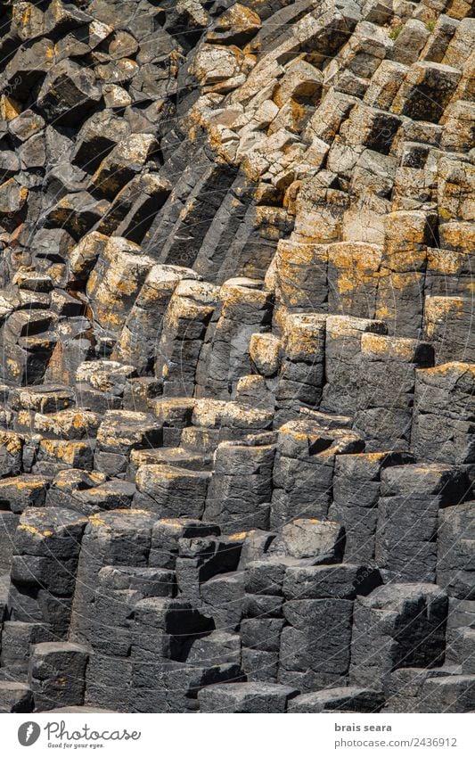 Basaltsäulen Ferien & Urlaub & Reisen Tourismus Ausflug Insel Geologie Geologen Umwelt Natur Landschaft Erde Felsen Küste Stein natürlich gelb grau Umweltschutz