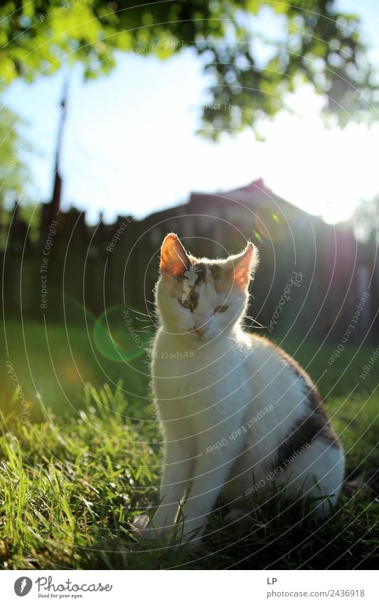 Katze und Licht Tier Haustier Gefühle Stimmung Zufriedenheit selbstbewußt Akzeptanz Vertrauen gehorsam friedlich Güte Vorsicht Gelassenheit geduldig ruhig