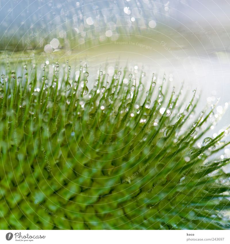 Was uns der Regen schenkt schön Haare & Frisuren Leben harmonisch Wohlgefühl Sinnesorgane Natur Wasser Wassertropfen Sonnenlicht Frühling Sommer Pflanze Blatt