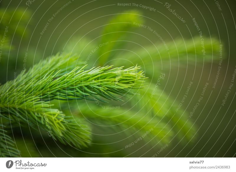 Frühlingstriebe Umwelt Natur Pflanze Baum Nutzpflanze Fichte Trieb Tannennadel Wald frisch stachelig grün Nadelbaum Zweige u. Äste Jugendliche hellgrün Farbfoto