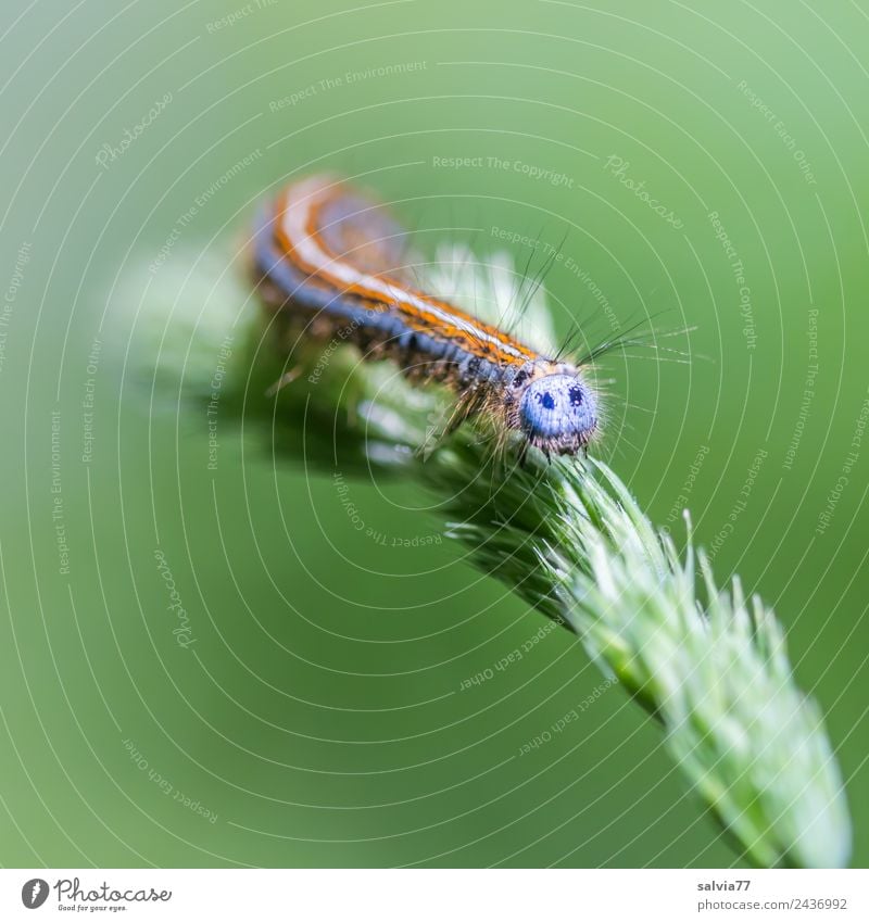 bunte Raupe Umwelt Natur Pflanze Gras Gräserblüte Tier Tiergesicht Larve 1 krabbeln außergewöhnlich mehrfarbig grün Wandel & Veränderung Wege & Pfade Behaarung