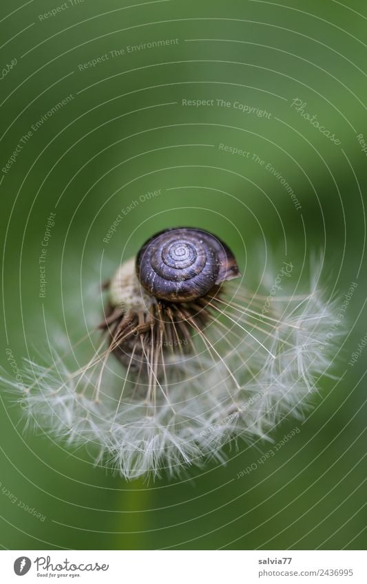 Pusteblume Natur Frühling Pflanze Wildpflanze Löwenzahn Samen Wiese Schnecke 1 Tier oben Originalität positiv rund weich grün Leichtigkeit Pause ruhig Schutz