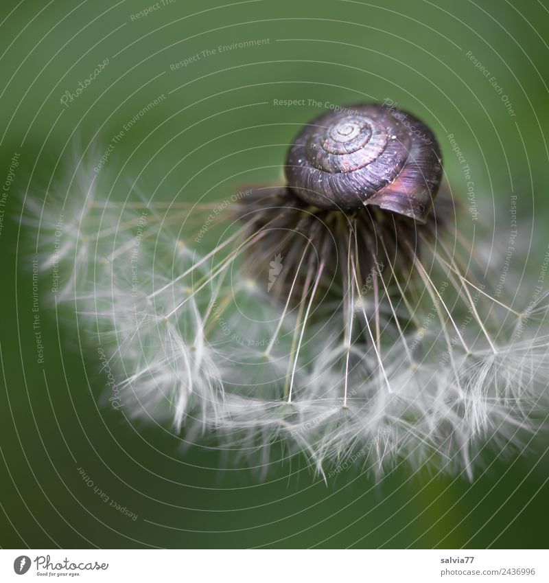 Schneckenhut Umwelt Natur Frühling Pflanze Blume Blüte Samen Löwenzahn ästhetisch oben rund weich grün Schutz Vergänglichkeit Wandel & Veränderung