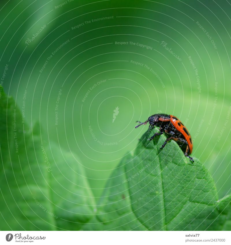 Spitze erklommen Natur Frühling Sommer Pflanze Blatt Wildtier Käfer Insekt 1 Tier krabbeln frisch natürlich grün rot Blattgrün Blattadern Weidenblattkäfer