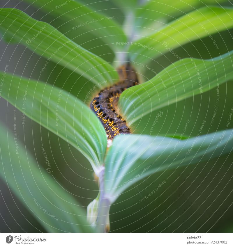 Lebensart | sich durchschlängeln Natur Pflanze Tier Sommer Blatt Wildpflanze Wildtier Kettenfahrzeug Larve 1 entdecken Wege & Pfade Ziel Farbfoto Außenaufnahme