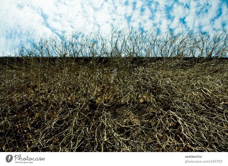 Alter Efeu Umwelt Natur Pflanze Himmel Wildpflanze Haus Mauer Wand alt Hessen wallroth Sträucher chaotisch trocken vertrocknet Farbfoto Außenaufnahme