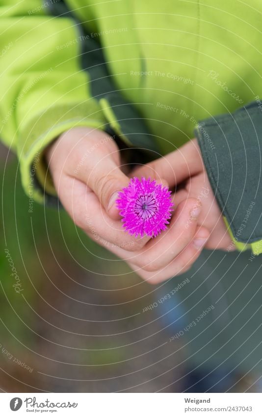 Blütenschatz 2 harmonisch Wohlgefühl Muttertag wandern Kindergarten Hand 1 Mensch Blume Blühend natürlich Mitgefühl Güte Selbstlosigkeit Menschlichkeit