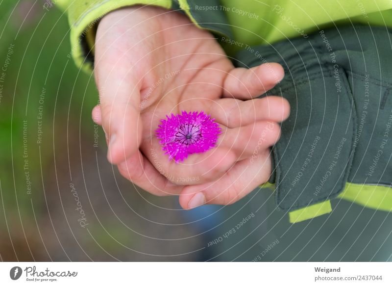 Blütenschatz Glück harmonisch Kindergarten Kleinkind Junge Kindheit Jugendliche Hand 3-8 Jahre berühren ästhetisch Freude Fröhlichkeit Zufriedenheit