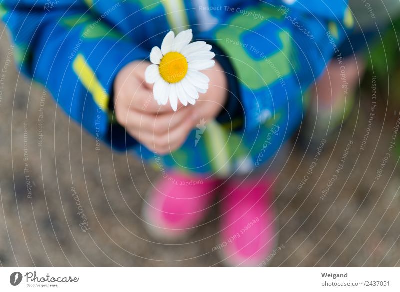 Dankeschön Kindergarten Kleinkind Kindheit Jugendliche 1 Mensch 3-8 Jahre Blume Blüte beobachten genießen Vertrauen Geborgenheit Mitgefühl Güte Menschlichkeit