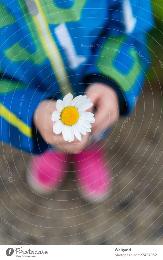 Blumengruß harmonisch Kindergarten Baby Kleinkind Mädchen Kindheit 1 Mensch 3-8 Jahre Spielplatz genießen Glück positiv Vertrauen Güte Selbstlosigkeit