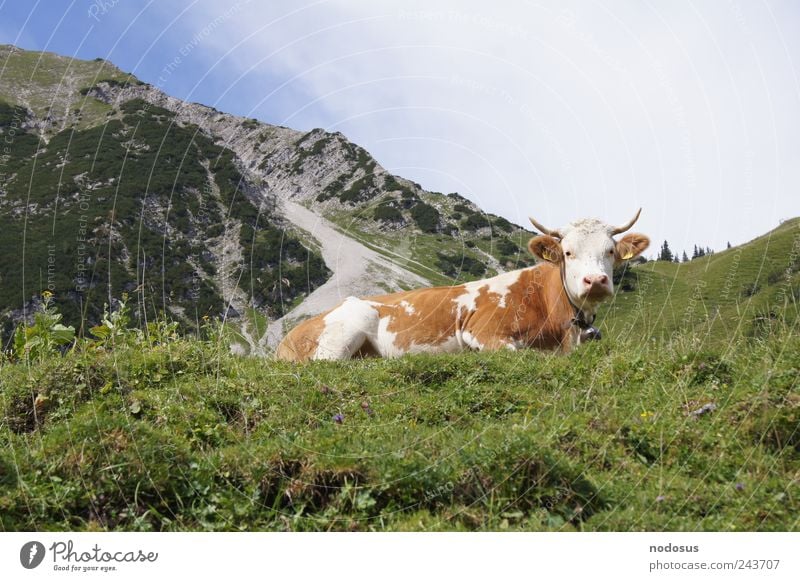 Am Kuhjoch Zufriedenheit Tourismus Ferne Sommer Sommerurlaub Sonnenbad Berge u. Gebirge wandern Schönes Wetter Blume Gras Alpen Gipfel Stein frisch Glück