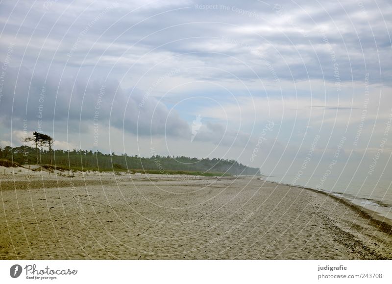 Weststrand Umwelt Natur Landschaft Pflanze Wasser Himmel Wolken Klima Küste Strand Ostsee Meer Darß Ferne kalt wild Stimmung Windflüchter Farbfoto Außenaufnahme