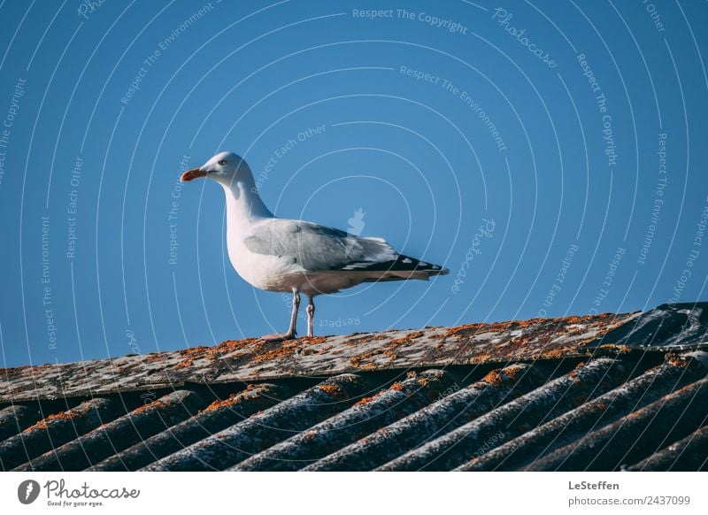 Möwe auf der Suche nach Frühstück Wolkenloser Himmel Nordsee Hvide Sande Hafenstadt Hütte Dach Tier Wildtier Vogel 1 Beton Blick stehen authentisch frisch hell