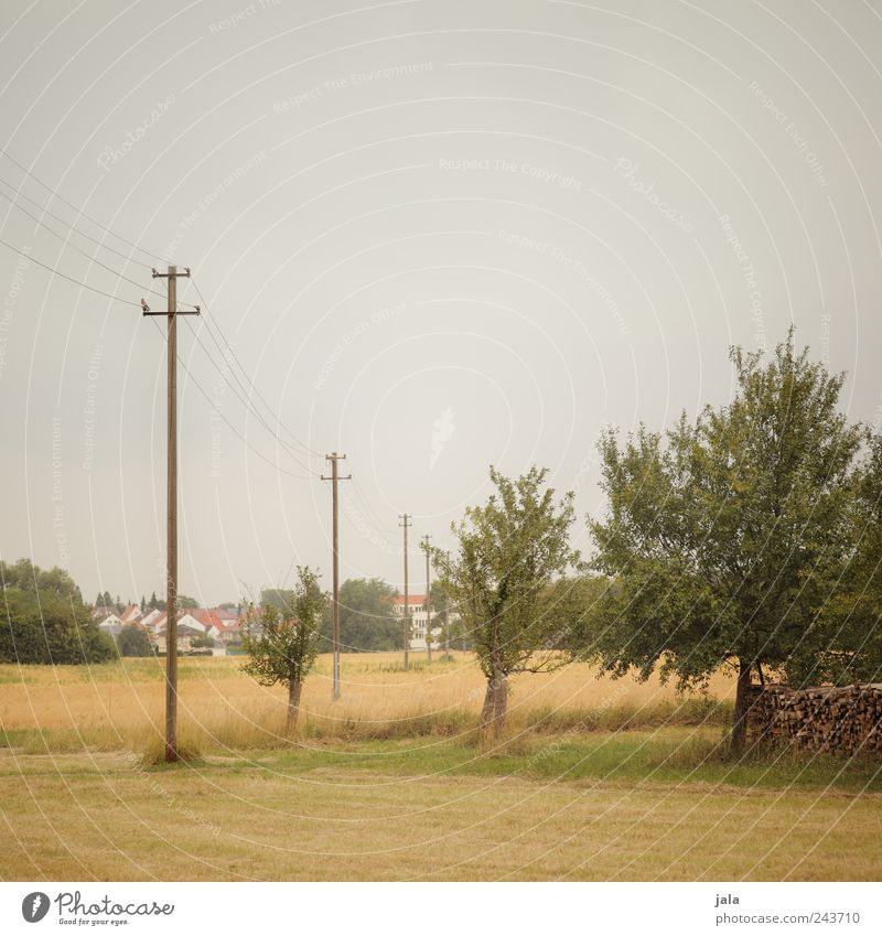 außerorts Umwelt Natur Landschaft Himmel Sommer Pflanze Baum Gras Sträucher Grünpflanze Nutzpflanze Wildpflanze Wiese Feld Kleinstadt Strommast natürlich