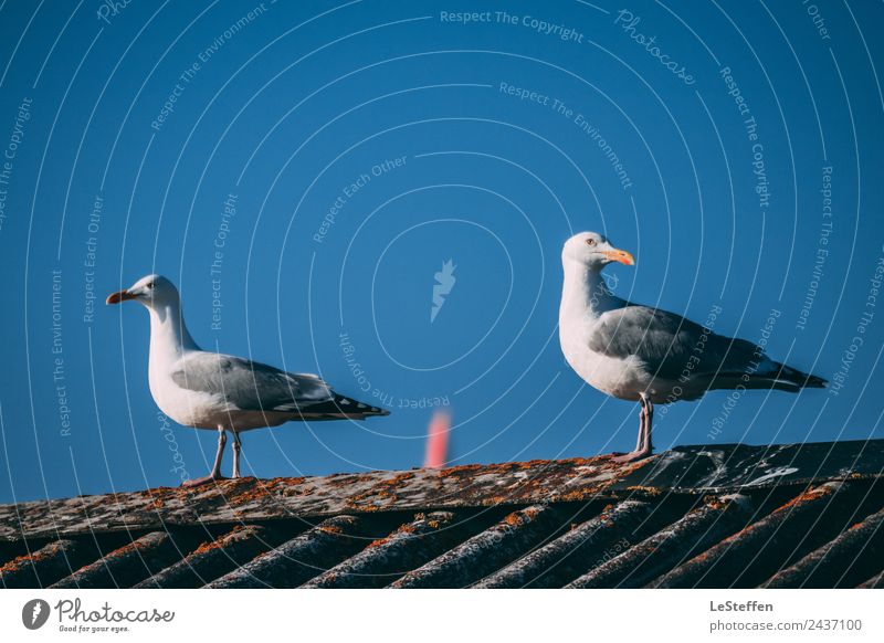 Möwen Paar auf einem Giebel im Streit ? Natur Luft Himmel Wolkenloser Himmel Schönes Wetter Fjord Nordsee Meer Fischerdorf Kleinstadt Hafenstadt Hütte Dach Tier