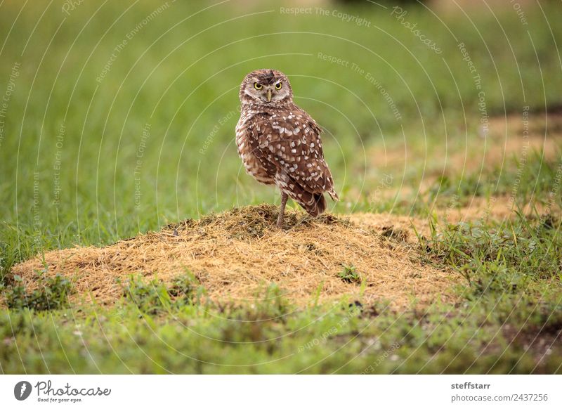 Adult Burrowing Eule Athene cunicularia Tier Wildtier Vogel 1 Glas braun grün Grabende Eule Waldohreule Greifvogel Raptor Erdloch Marcoinsel Florida