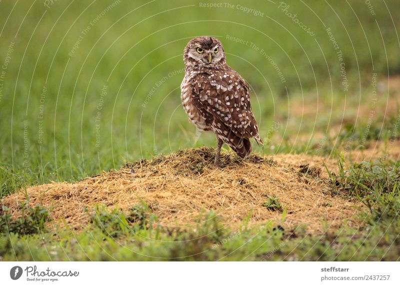 Adult Burrowing Eule Athene cunicularia Gras Tier Wildtier Vogel 1 braun grün Grabende Eule Waldohreule Greifvogel Raptor Erdloch Marcoinsel Florida