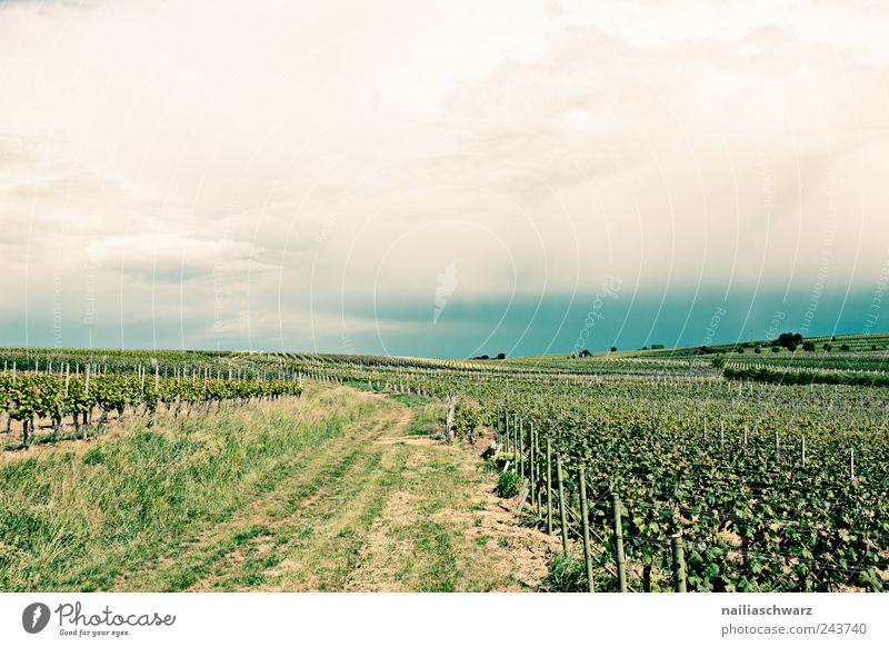 Weinstrasse Frucht Sommer Landwirtschaft Forstwirtschaft Landschaft Pflanze Erde Horizont Klima Wetter Sträucher Grünpflanze Nutzpflanze Weinlese Weintrauben