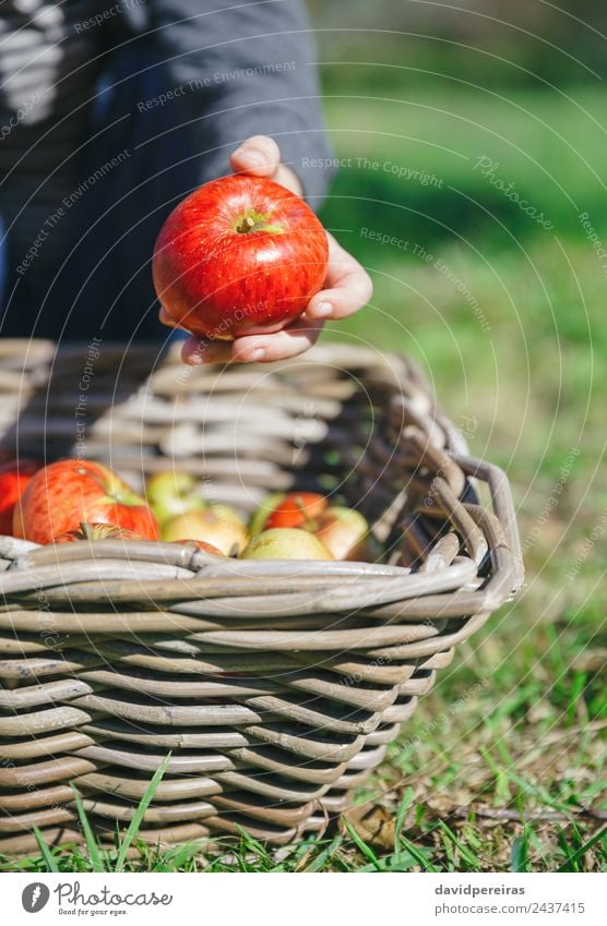 Glückliches Kind spielt mit Äpfeln über einem Weidenkorb. Frucht Apfel Lifestyle Freude Freizeit & Hobby Garten Mensch Junge Mann Erwachsene Kindheit Hand Natur