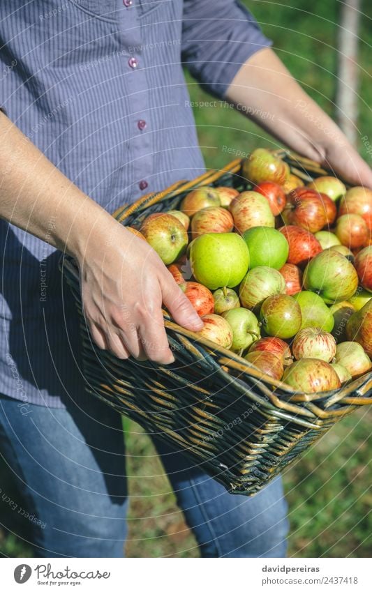 Frauenhände mit Weidenkorb und Bio-Äpfeln Frucht Apfel Lifestyle Freude Glück schön Freizeit & Hobby Garten Mensch Erwachsene Hand Natur Herbst authentisch