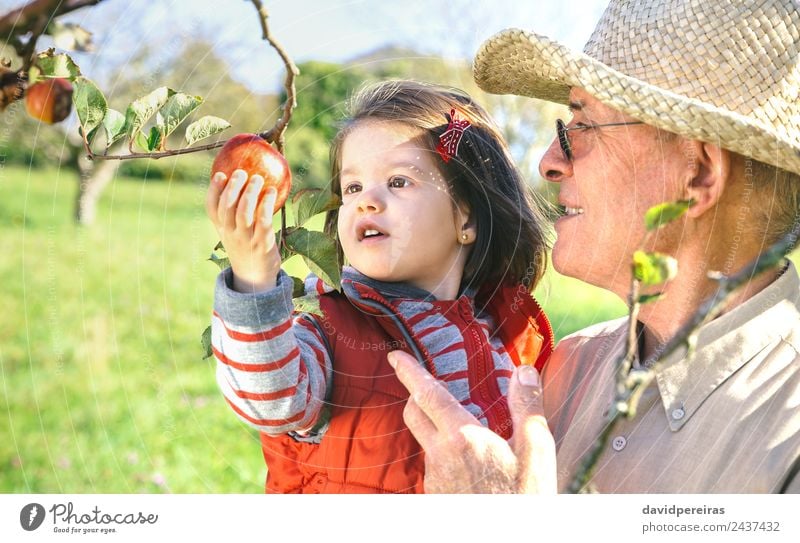 Älterer Mann hält kleines Mädchen, das an einem sonnigen Tag Äpfel pflückt Frucht Apfel Lifestyle Glück Freizeit & Hobby Garten Kind Mensch Baby Frau Erwachsene