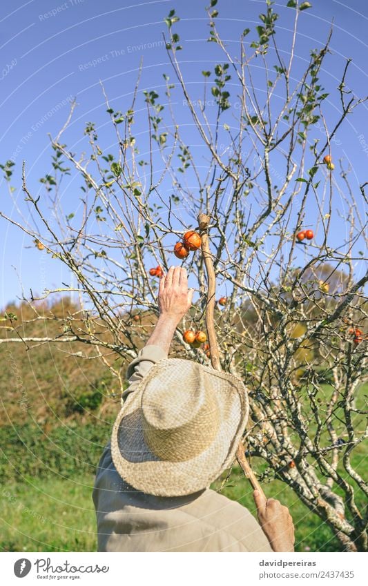 Senior Mann, der Äpfel mit einem Holzstab pflückt. Frucht Apfel Lifestyle Freude Glück Freizeit & Hobby Garten Mensch Erwachsene Großvater Hand Natur Herbst