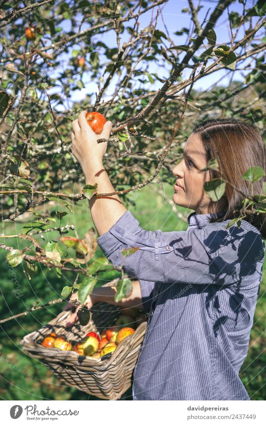 Frau pflückt Äpfel mit einem Korb in der Hand. Frucht Apfel Lifestyle Freude Glück schön Freizeit & Hobby Garten Mensch Erwachsene Natur Herbst Baum authentisch