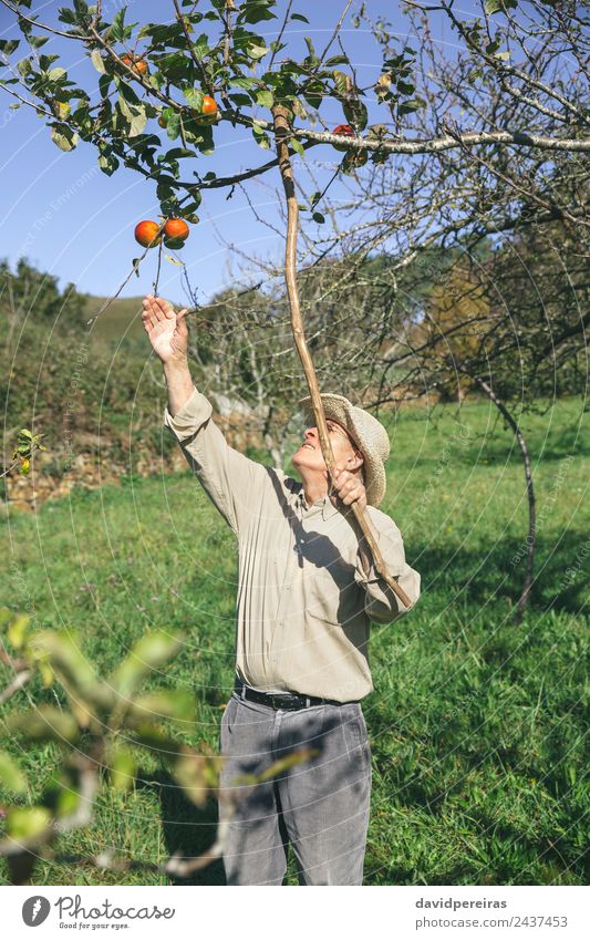 Älterer Mann pflückt Äpfel vom Baum mit Holzstock Frucht Apfel Lifestyle Freude Glück Freizeit & Hobby Garten Mensch Erwachsene Großvater Hand Natur Herbst Hut