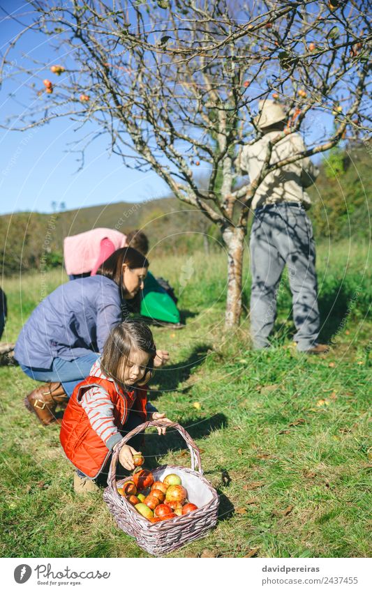 Kleines Mädchen, das den Apfel in den Weidenkorb steckt. Frucht Lifestyle Freude Glück Freizeit & Hobby Garten Kind Mensch Frau Erwachsene Mann Großvater