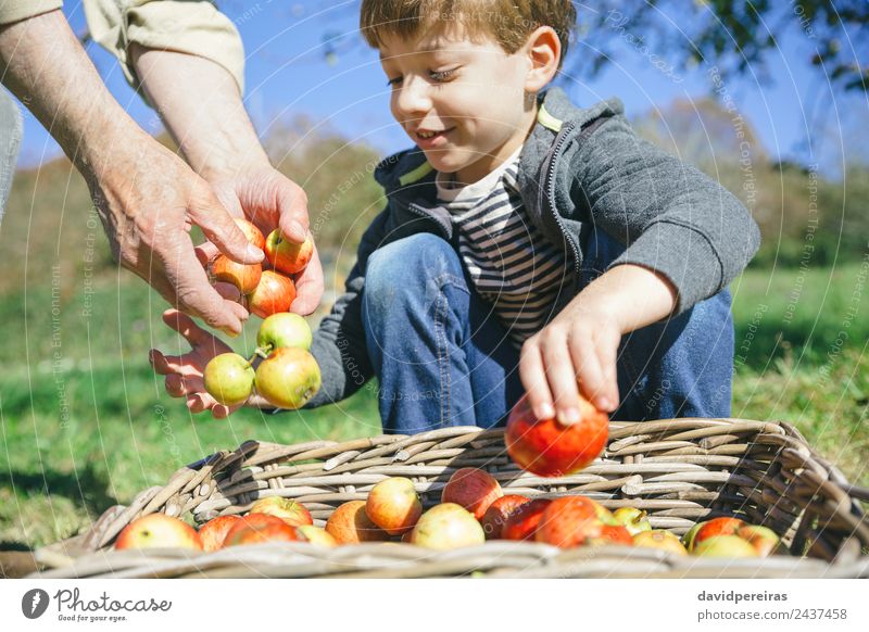 Kinder- und ältere Männerhände legen Äpfel in den Korb. Frucht Apfel Lifestyle Freude Glück Freizeit & Hobby Garten Mensch Junge Mann Erwachsene Hand Natur