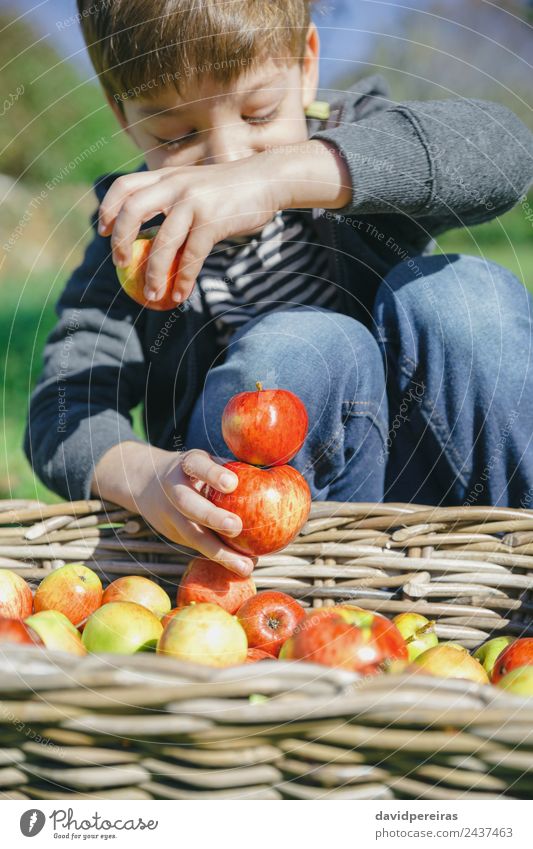 Glückliches Kind spielt mit Äpfeln über einem Weidenkorb. Frucht Apfel Lifestyle Freude Freizeit & Hobby Spielen Garten Mensch Junge Mann Erwachsene Kindheit