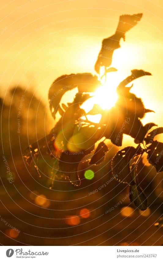 Lärzer Busch Umwelt Natur Landschaft Pflanze Wassertropfen Sonne Sonnenlicht Sommer Sträucher Blatt Grünpflanze gelb grün Pflanzenteile Farbfoto Außenaufnahme