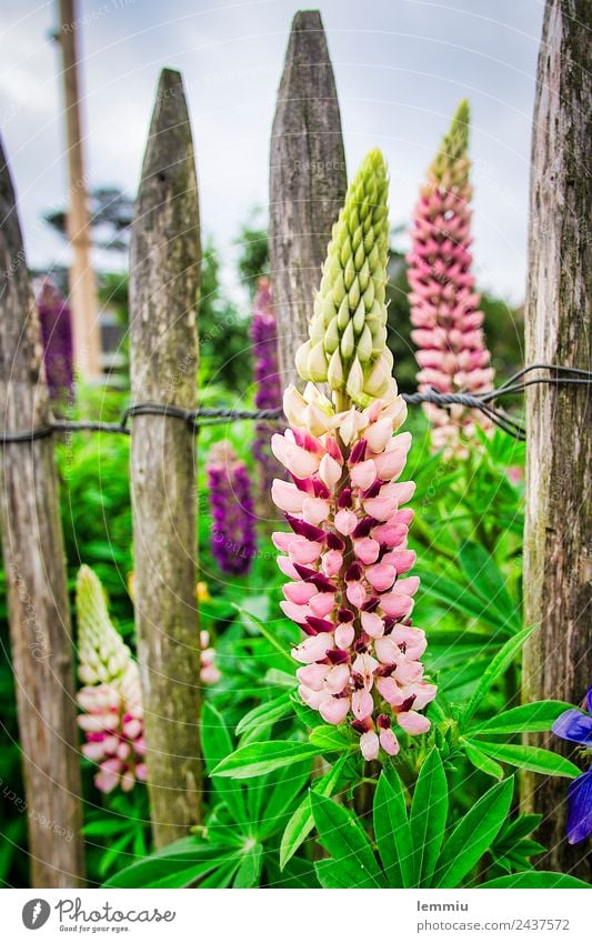 Lupinen vor einem Holzzaun Natur Pflanze Duft schön friedlich Gelassenheit Lupinenblüte Bretterzaun Blüte alt Grünpflanze Farbfoto Außenaufnahme Menschenleer